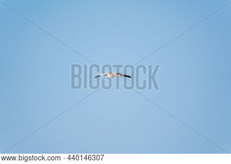 Water Bird Pied Avocet, Lat. Recurvirostra Avosetta, Flies Over The Lake. The Pied Avocet Is A Large