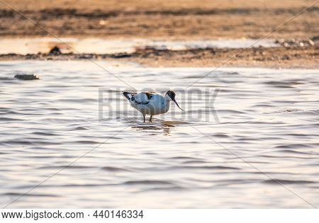 Water Bird Pied Avocet, Recurvirostra Avosetta, Feeding In The Lake. The Pied Avocet Is A Large Blac