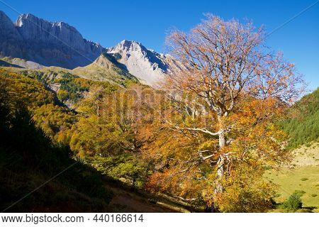 Forest in Anso Valley, Huesca Province in Aragon in Spain.