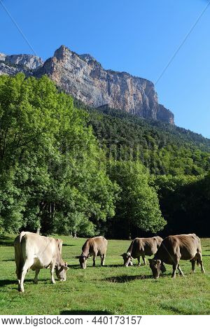 Bruna Dels Pirineus Cattle Breed, Also Known As Bruna De Los Pirineos. Breed Derived From Swiss Brau