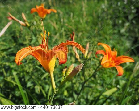 Hemerocallis Lilenik Is A Genus Of Plants Of The Lilaynikov Family Asphodelaceae. Beautiful Orange L
