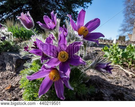 Closeup Shot Of Beautiful Purple Spring Flower Pasqueflower (pulsatilla X Gayeri Simonk.) With Yello