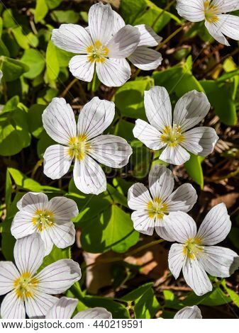 The Wood Sorrel Or Common Wood Sorrel (oxalis Acetosella) With Small, White Flowers With Pink Streak