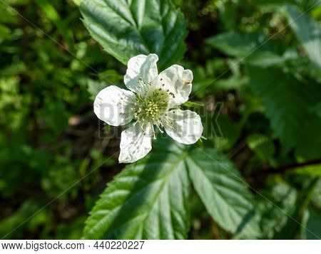 Macro Shot Of White Flower Of Dewberry Plant (rubus Caesius) In Bright Sunlight Surrounded With Fore