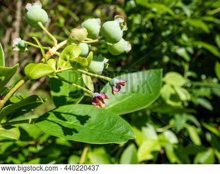 Cultivated Blueberries Or Highbush Blueberries Growing On Branches In Immature Green Stages Of Matur