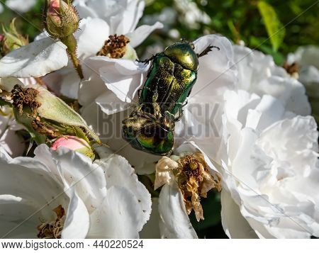 Macro Shot Of Male And Female Metallic Rose Chafers Or The Green Rose Chafers (cetonia Aurata) Matin