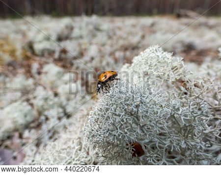 Macro Shot Of Ladybug - The Seven-spot Ladybird (coccinella Septempunctata) Walking On Light-colored