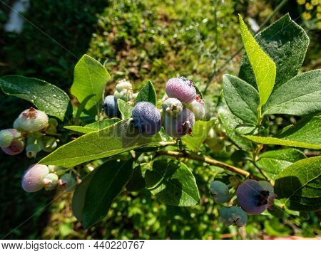 Cultivated Blueberries Or Highbush Blueberries Growing On Branches In Various Stages Of Maturation -