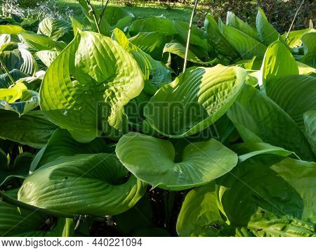 Hosta 'sum And Substance' With Large Heart-shaped, Thick-textured, Glossy, Yellow-green Leaves In Br