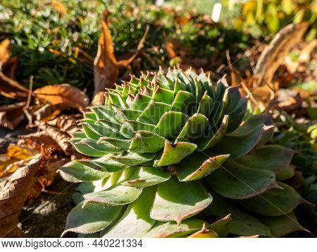 Macro Of Green Plant Houseleeks Or Liveforever (sempervivum Sp.) Composed Of Tufted Leaves In Rosett