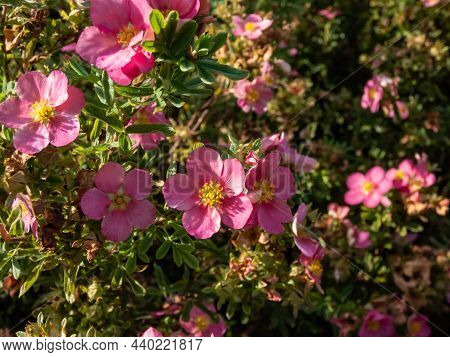 Shrubby Cinquefoil (pentaphylloides Fruticosa) 'lovely Pink' Is A Bushy Deciduous Shrub With Small, 