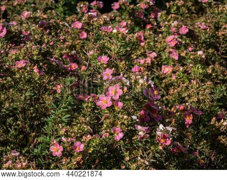 Shrubby Cinquefoil (pentaphylloides Fruticosa) 'lovely Pink' Is A Bushy Deciduous Shrub With Small, 