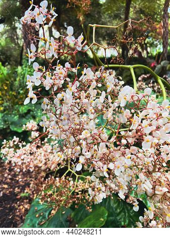 An Abudance Of Tender, Exotic White Flowers Blooming On A Bush
