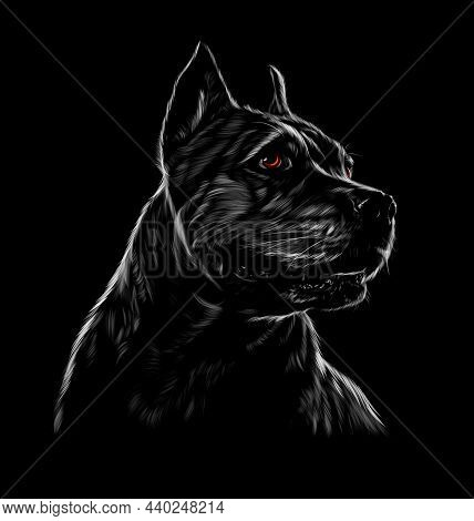 American Pit Bull Head Portrait, Staffordshire Terrier On Black Background