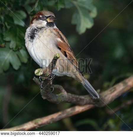 The House Sparrow Is A Bird Of The Sparrow Family Passeridae, Found In Most Parts Of The World. It I