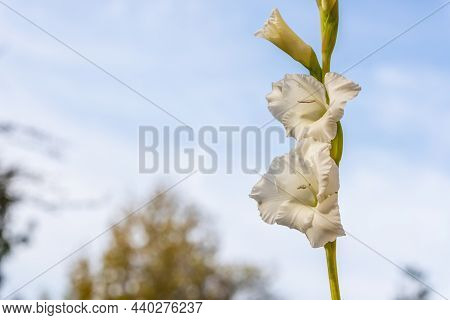 Low Angle Close Up Photo Of White Gladiolus Blooming In The Garden At Light Blue Sky Background. Cre