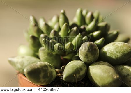 Beautiful Adromischus Cristatus Indian Clubs Plant In The Garden