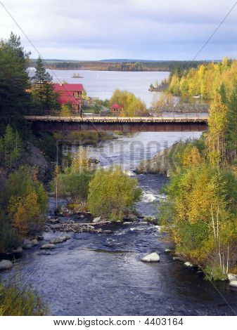 Min infödda koja