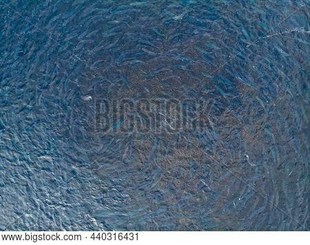 Rainbow Trout Jumps Out Of Water While Feeding On Fish Farm. Concept Aquaculture Pisciculture. Aeria