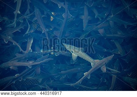 Closeup Sturgeon Fish Farm For Breeding. Concept Aquaculture Pisciculture, Top View
