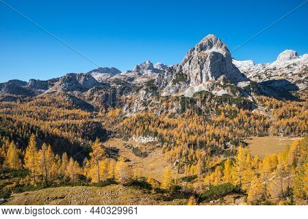 Beautiful Golden Larches In Mountains At Fall Season.