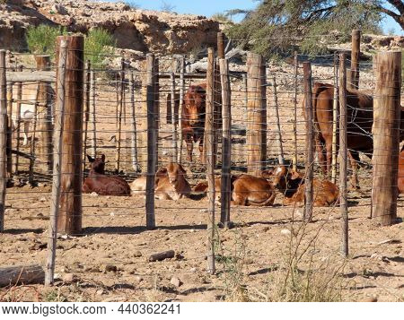 cows in a  fenced kraal in botswana