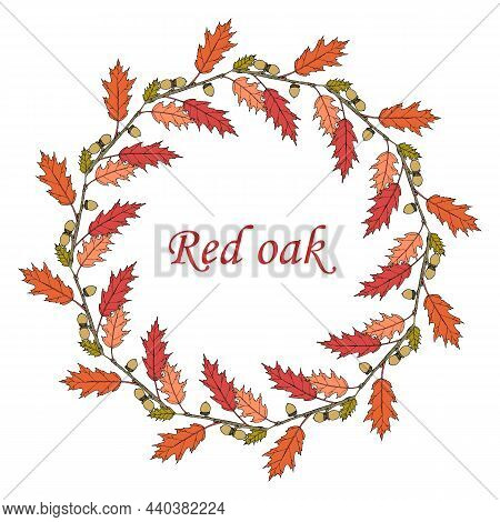Floral Wreath Northern Red Oak Quercus Rubra , State Tree Of New Jersey. Hand Drawn Botanical Vector