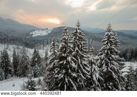 Aerial Winter Landscape With Spruse Trees Of Snow Covered Forest In Cold Mountains In The Evening.