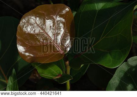 Fresh Brown Leaves Of Coccoloba Uvifera Damaged By Insect. Leaves Of Sea Grapes In Sunlight
