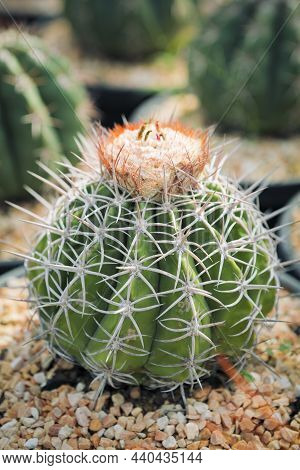 Close Up Full Range Of Melocactus In Planting Pot