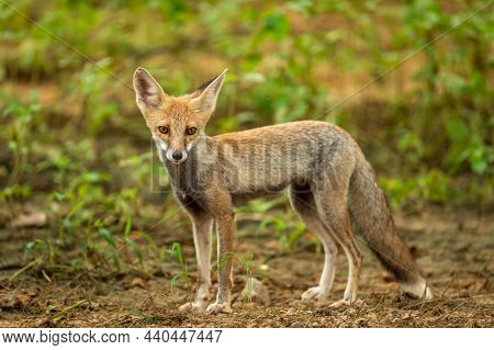 White Footed Fox Or Desert Fox Or Vulpes Vulpes Pusilla Portrait Or Closeup In Natural Monsoon Green