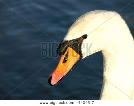 Svane