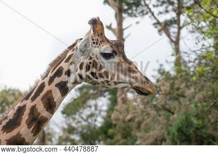 Portait Of Rothschild's Girrafe Female In Autumn