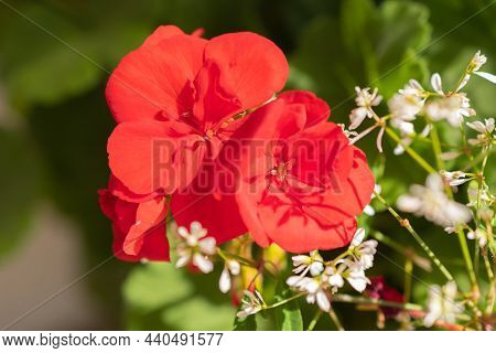 Ruggell, Liechtenstein, September 25, 2021 Blossoms Of Lovely Red And White Flowers In A Domestic Ga