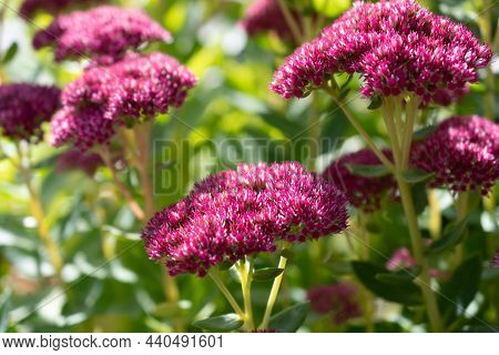 Ruggell, Liechtenstein, September 25, 2021 Blossom Of A Lovely Purple Flower In A Domestic Garden