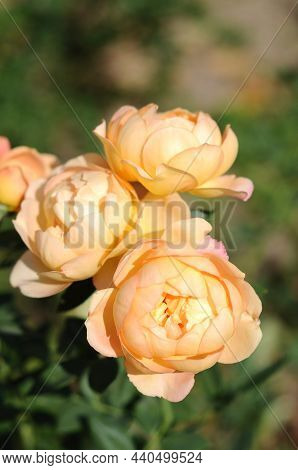 Rose By David Austin Lady Of Shalott. Flower On Defocused Background.