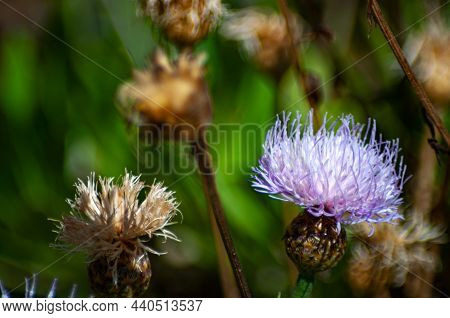 The Phases A Mauve Flower Will Go Through In Its Splendor And In The Future When It Will Dry Up And 