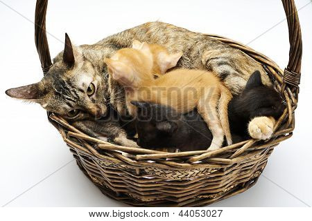 cat