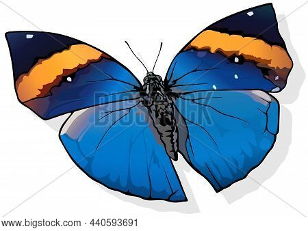 Orange Oak-leaf - Beautiful Butterfly Kallima Inachus Isolated On White Background, Vector Illustrat