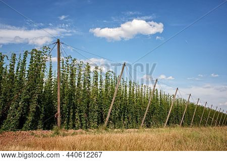 Landscape View Of Hop Garden And Blue Sky In The Background. Beer Production In Czech Republic. Hops