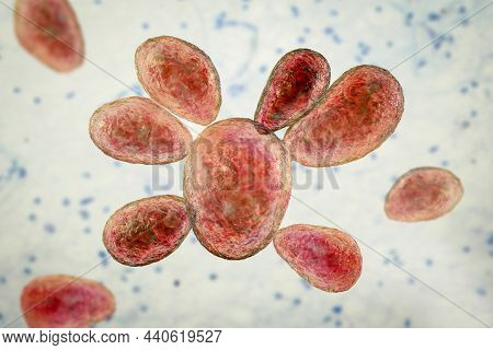 Fungi Paracoccidioides Brasiliensis, 3D Illustration