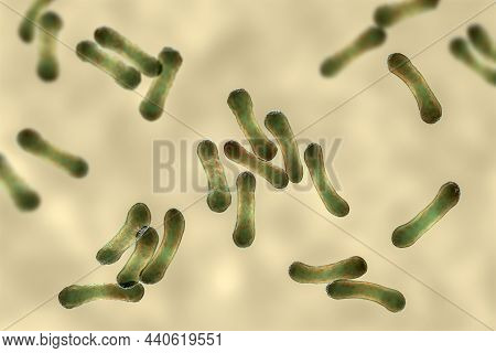 Corynebacterium Bacteria, Gram-positive Rod-shaped Bacterium That Causes Diphtheria