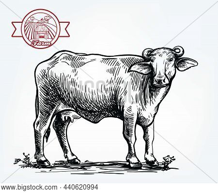 Drawing Of A Black Buffalo. Breeding Cattle. Vector Illustration Isolated On White Background.