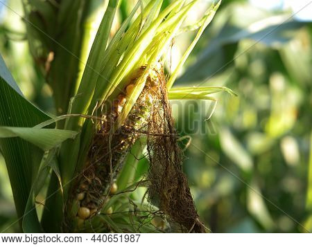 Ripe Sweetcorn Rotting Crop In Farmers Field
