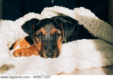 Dog Breed Yag-terrier On Light Background. A Small Puppy, Pet, Lies In Fluffy Soft Blanket, Hid In B