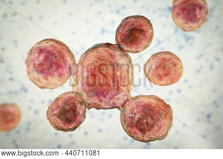 Fungi Paracoccidioides Lutzii, 3D Illustration