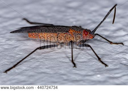 Adult Soapberry Bug Of The Genus Jadera