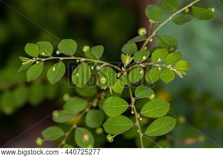 Mascarene Island Leaf-flower Plant