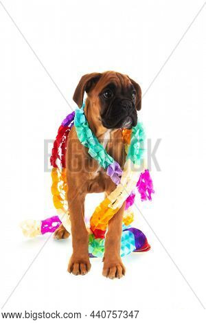 Young boxer puppy with guirlandes standing on white background
