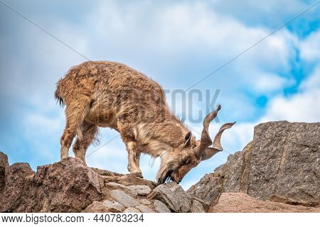 Markhor, Capra Falconeri, Wild Goat Native To Central Asia, Karakoram And The Himalayas Standing On